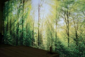 Lichtbild Wald